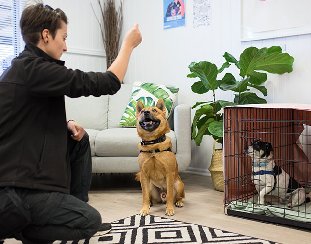 RSPCA School for Dogs Trainer demonstrating 
